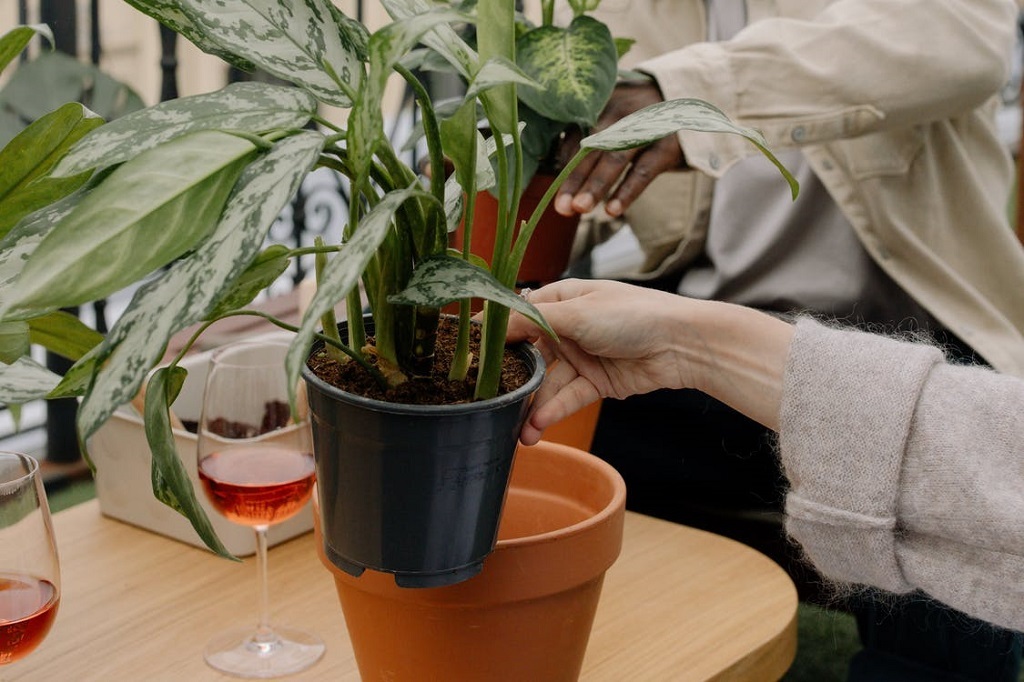 How to grow aglaonema white rain plants and learn more about the tropical vine 